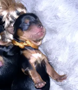 Щенки Йоркширского терьера. БРОНЬ