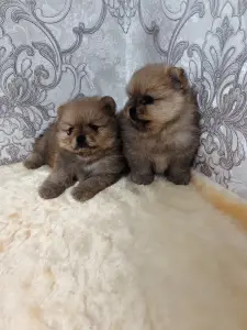Померанский шпиц щенки.