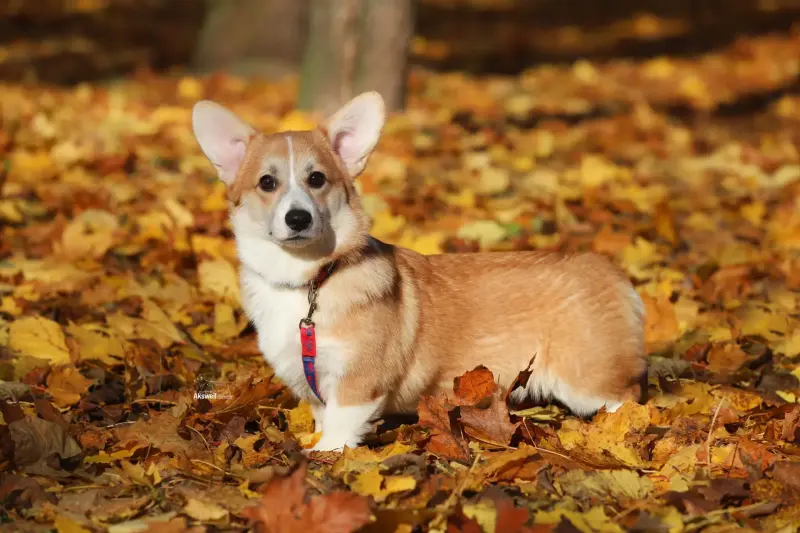 Вельш корги пемброк