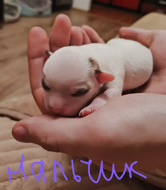 чихуахуа щенки