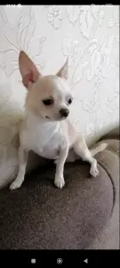 чихуахуа щенки