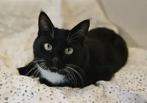 Очаровательная кошка Соня в дар