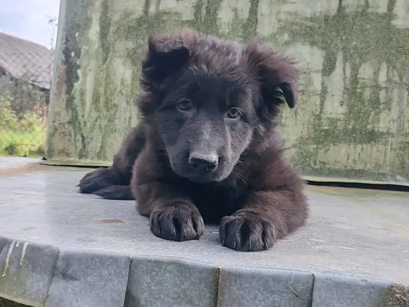 Щенок немецкой овчарки