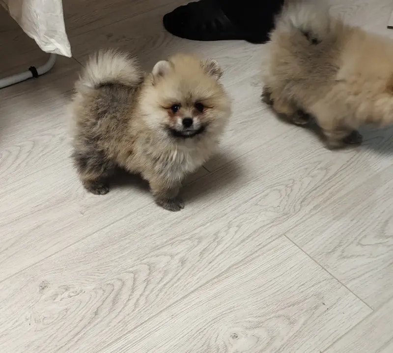 Щенки померанского шпица