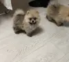 Щенки померанского шпица