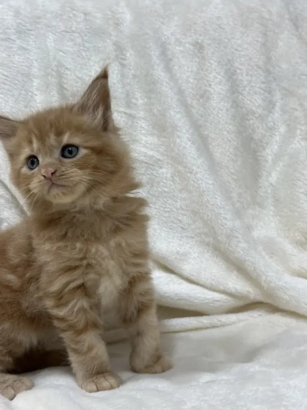 Мейн-Кун котята