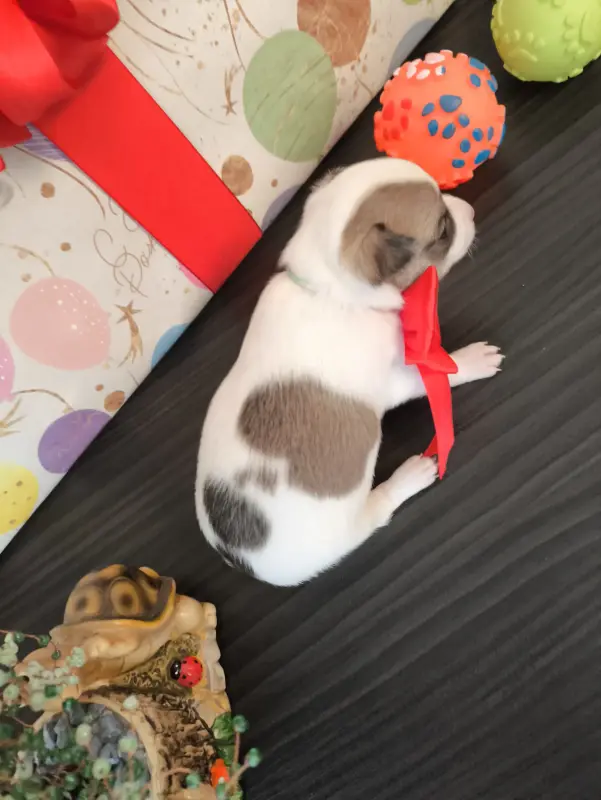 Чихуахуа щенки