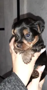 Щенки йорка