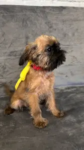 Брюссельский гриффон