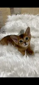 Абиссинский котёнок