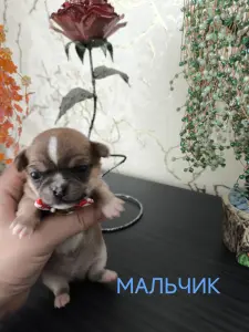 Чихуахуа щенки