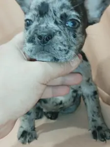 Французский бульдог