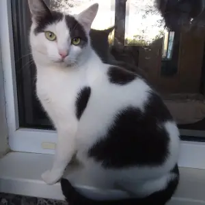 Котята и кошечки а добрые руки.Минск