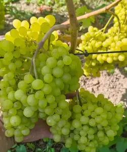 Виноград черенки