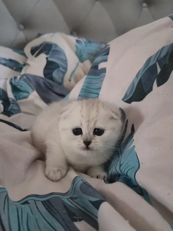 Шотландская вислоухая девочка