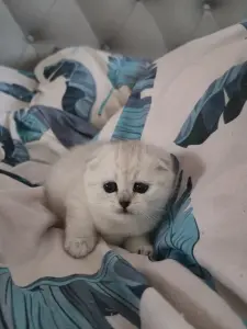 Шотландская вислоухая девочка