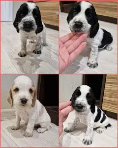 русский спаниель,  рос щенки