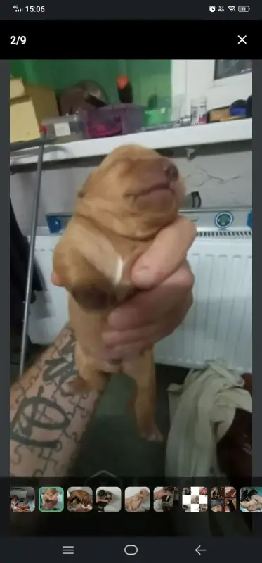 Щенки таксы ДАРОМ