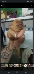 Щенки таксы ДАРОМ