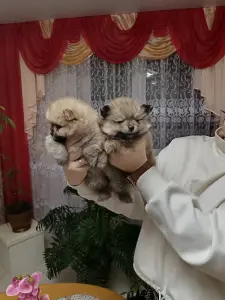 Девочки померанского шпица