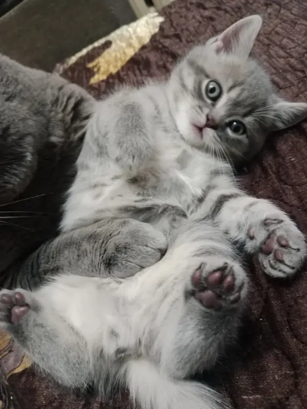 Котята шотландские