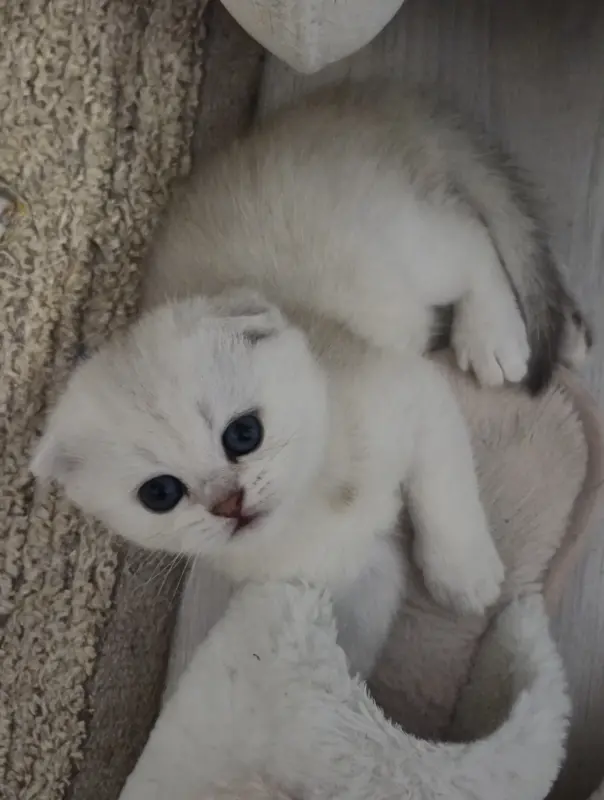 Шотландский вислоухий мальчик