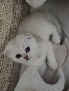 Шотландский вислоухий мальчик