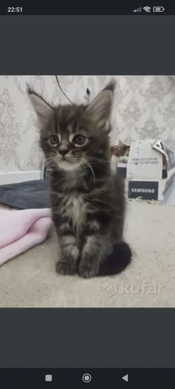 Котята Мейн-куны