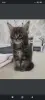Котята Мейн-куны