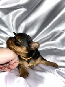 Щенок Йоркширского терьера. Бронь