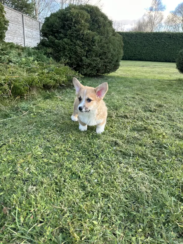 Вельш корги пемброк