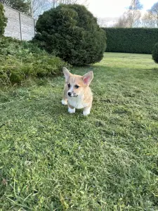 Вельш корги пемброк