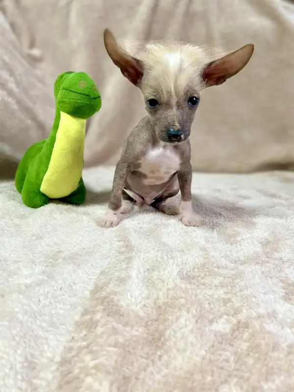 Щенки Ксолоитцкуинтли голой мексиканской собаки