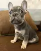 Щенок французского бульдога