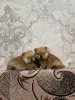Щенки померанского шпица