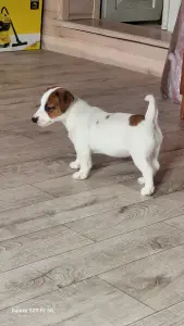 Джек Рассел терьер