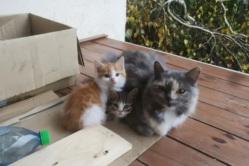 Пушистая красавица срочно ищет дом или передержку до весны