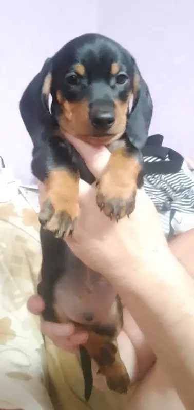 Продам щенков гладкошерстной стандартной таксы - Молодечно - 224943 - Доска объявлений Kupika.by - Фото 4