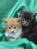 Мейн-Кун котята