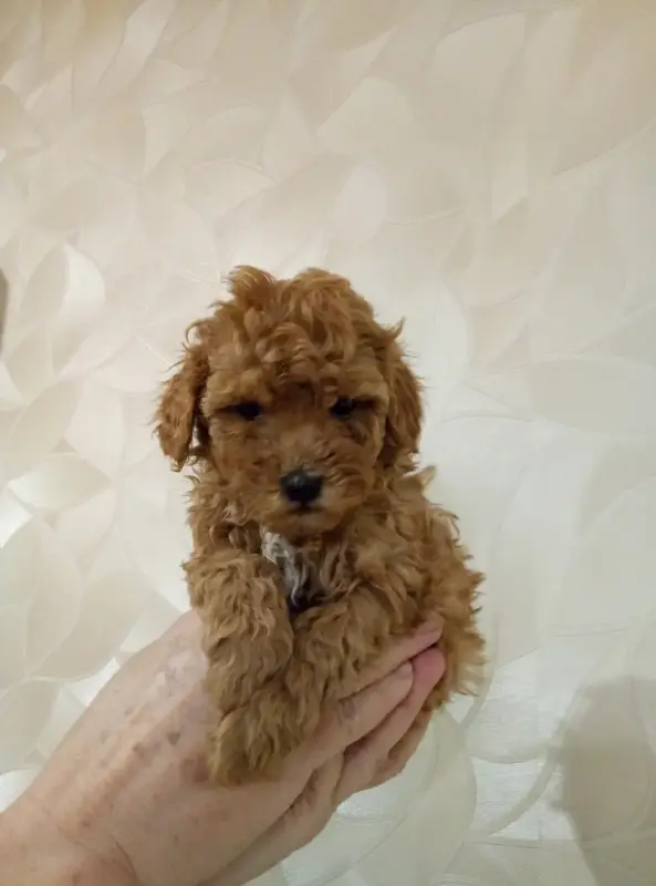 Той Пуделя щенки с родословной