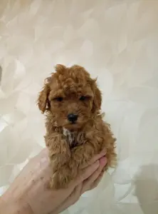 Той Пуделя щенки с родословной