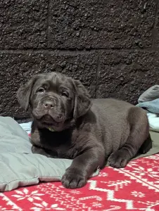 Шоколадные щенки лабрадора