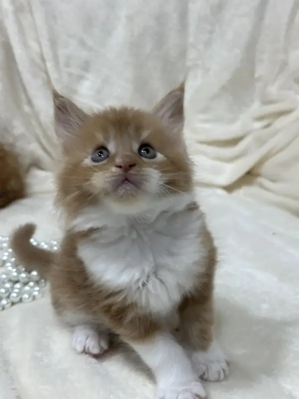 Мейн-Кун котята