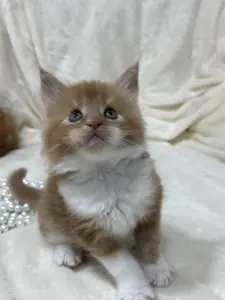 Мейн-Кун котята