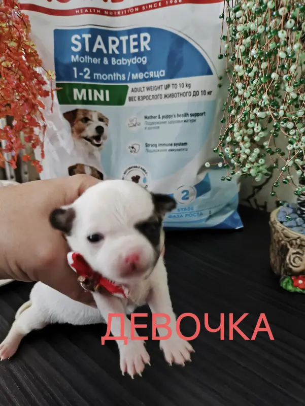 Чихуахуа щенки