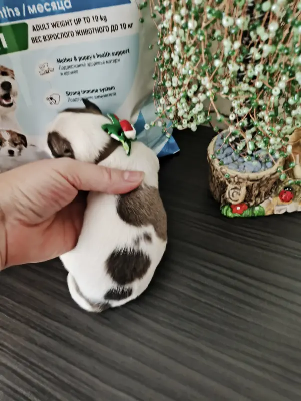 Чихуахуа щенки