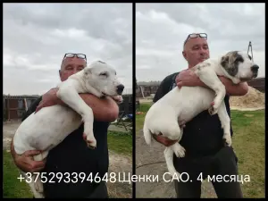 Щенки САО