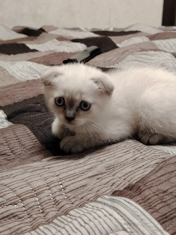 Шотландские котята