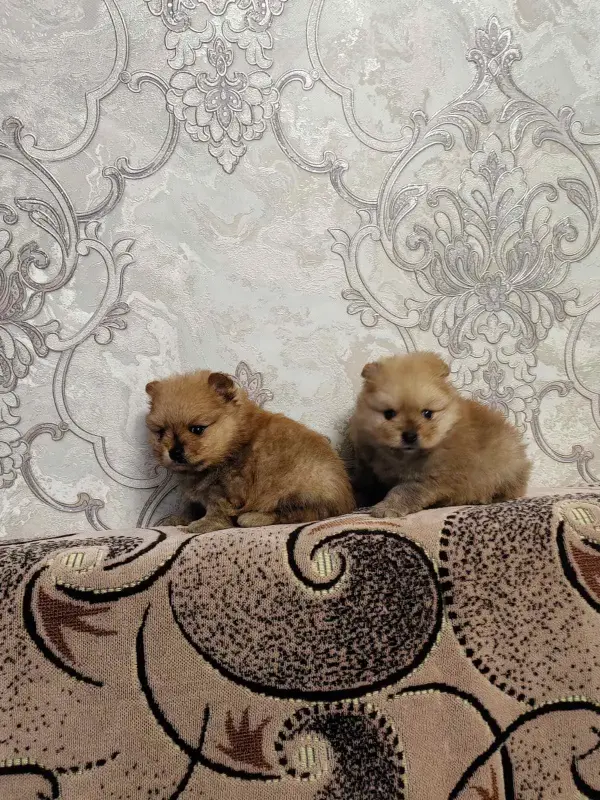 Щенки померанского шпица