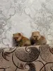 Щенки померанского шпица